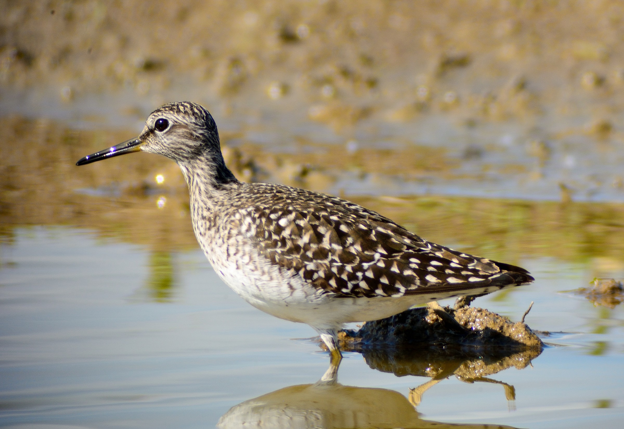 piro piro boschereccio