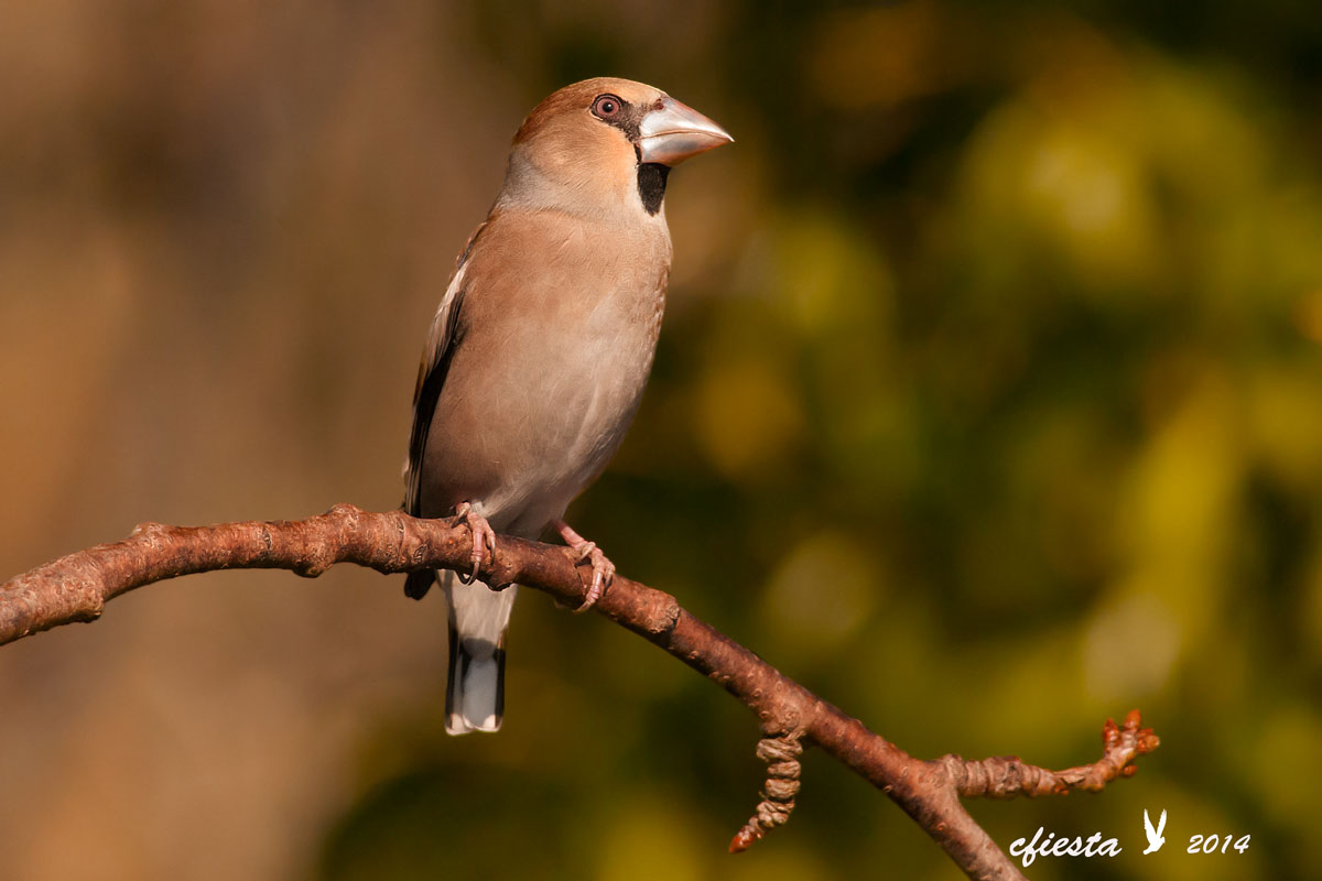 Hawfinch