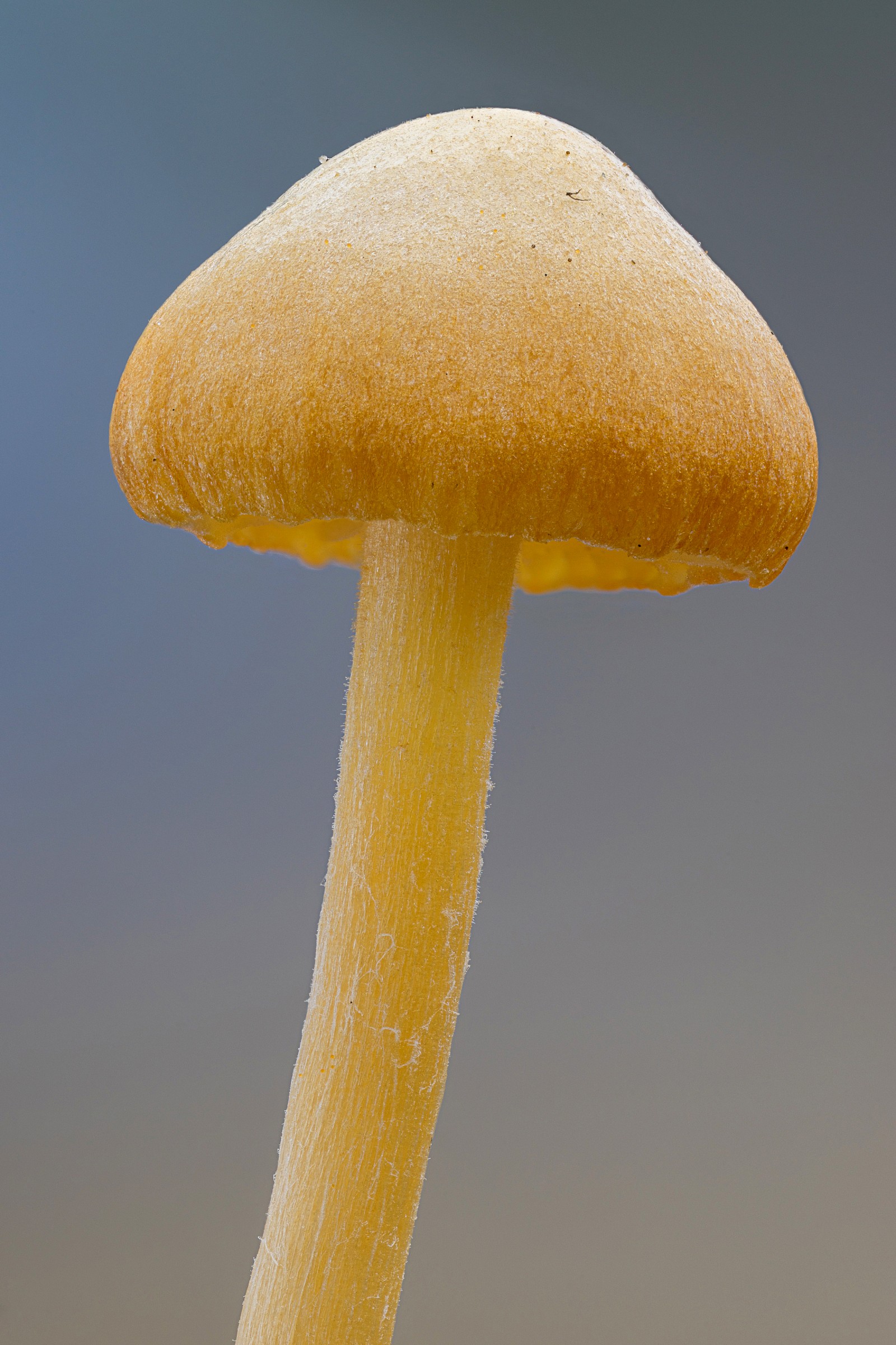 Small mushroom