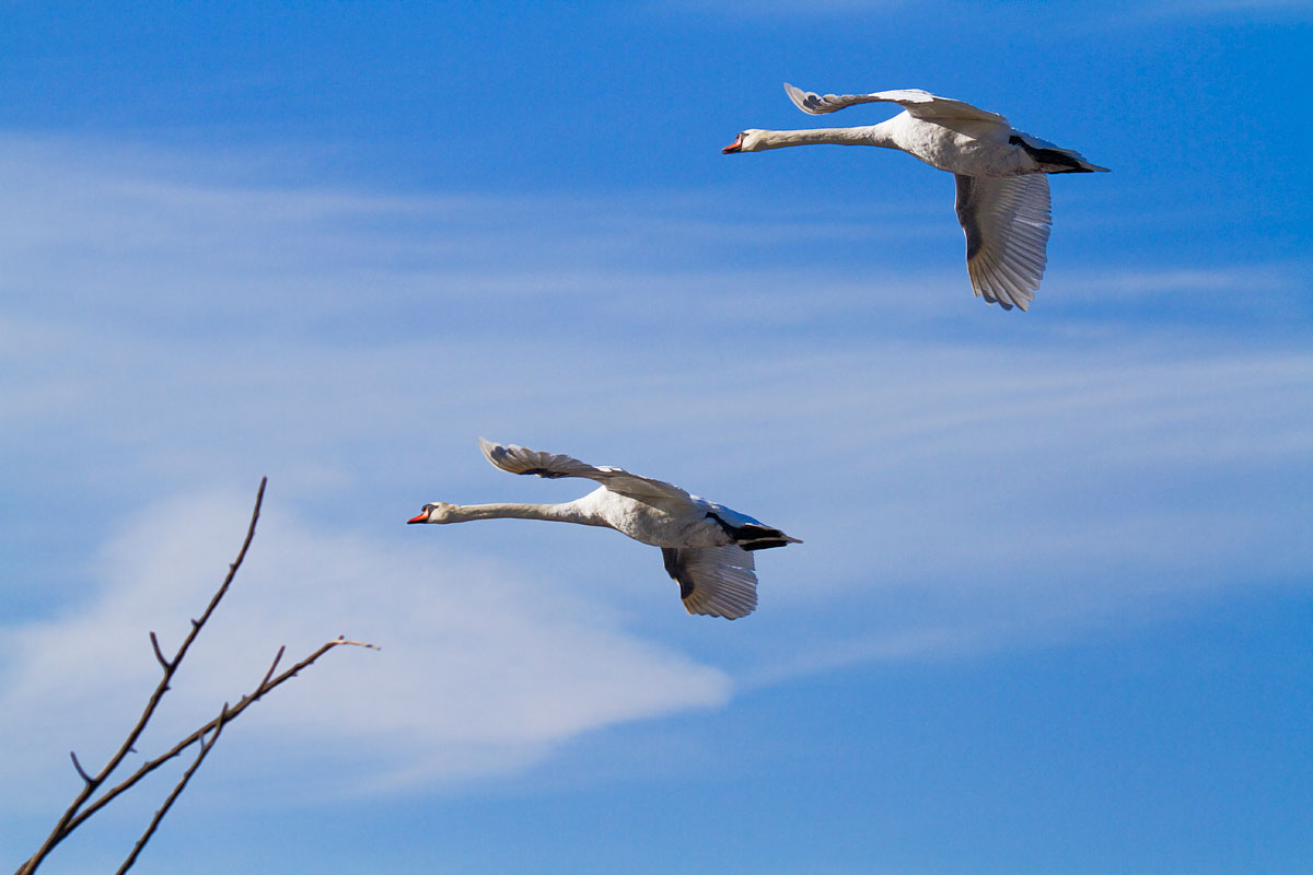 the beauty of flight