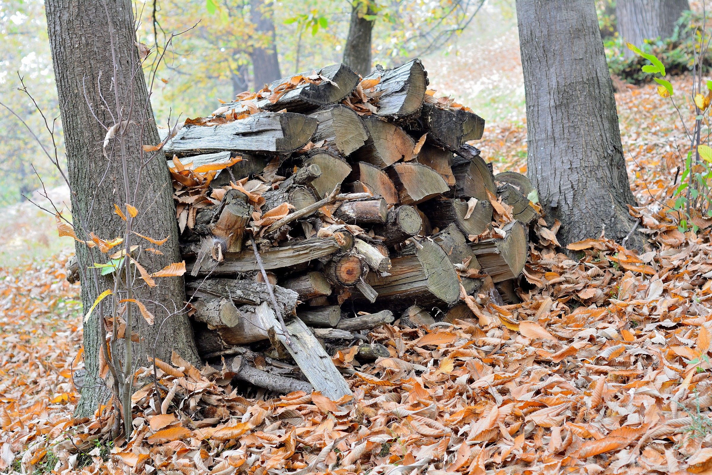 woodpile of chestnut