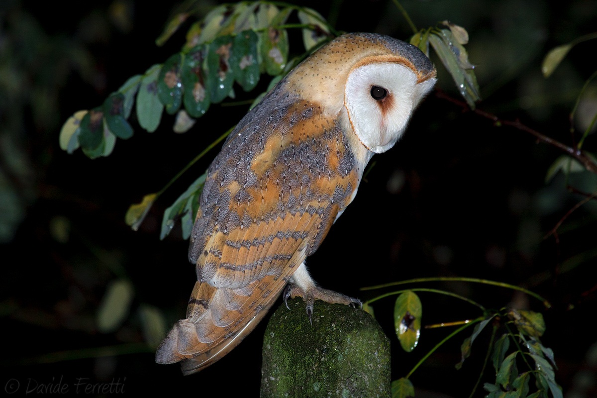 Barn owls hunt (Barn Owl)
