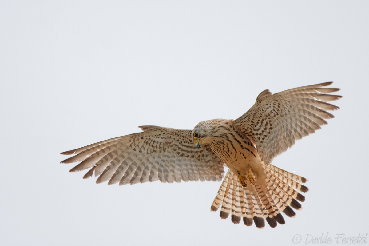 Holy Spirit (Lesser Kestrel)