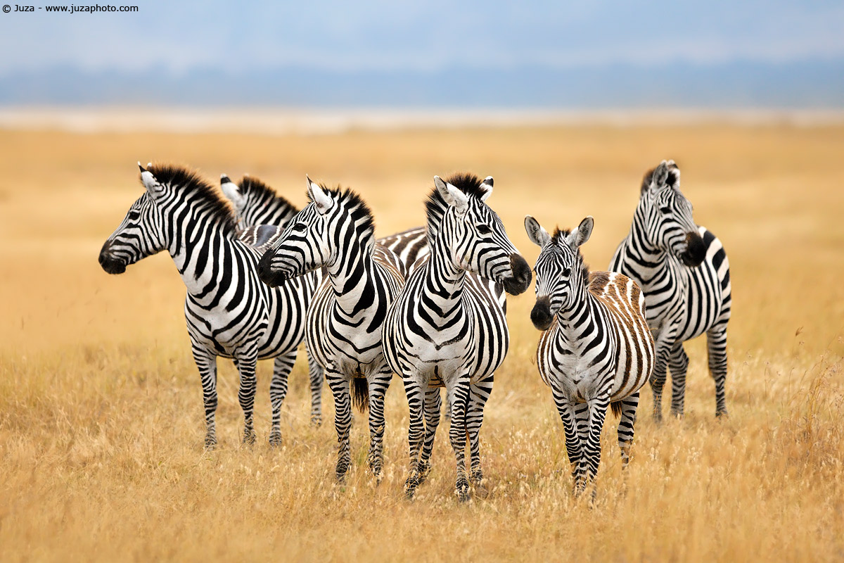 Equus quagga (Zebra), 007905