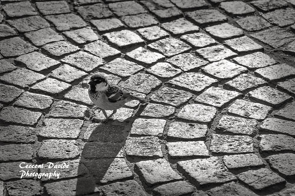 Sparrow on cobblestones