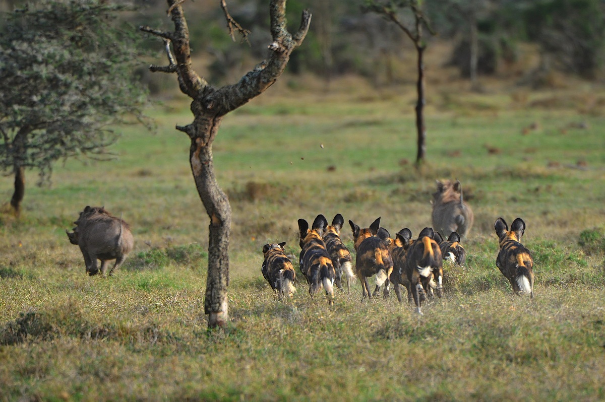 At my signal, unleash hell!