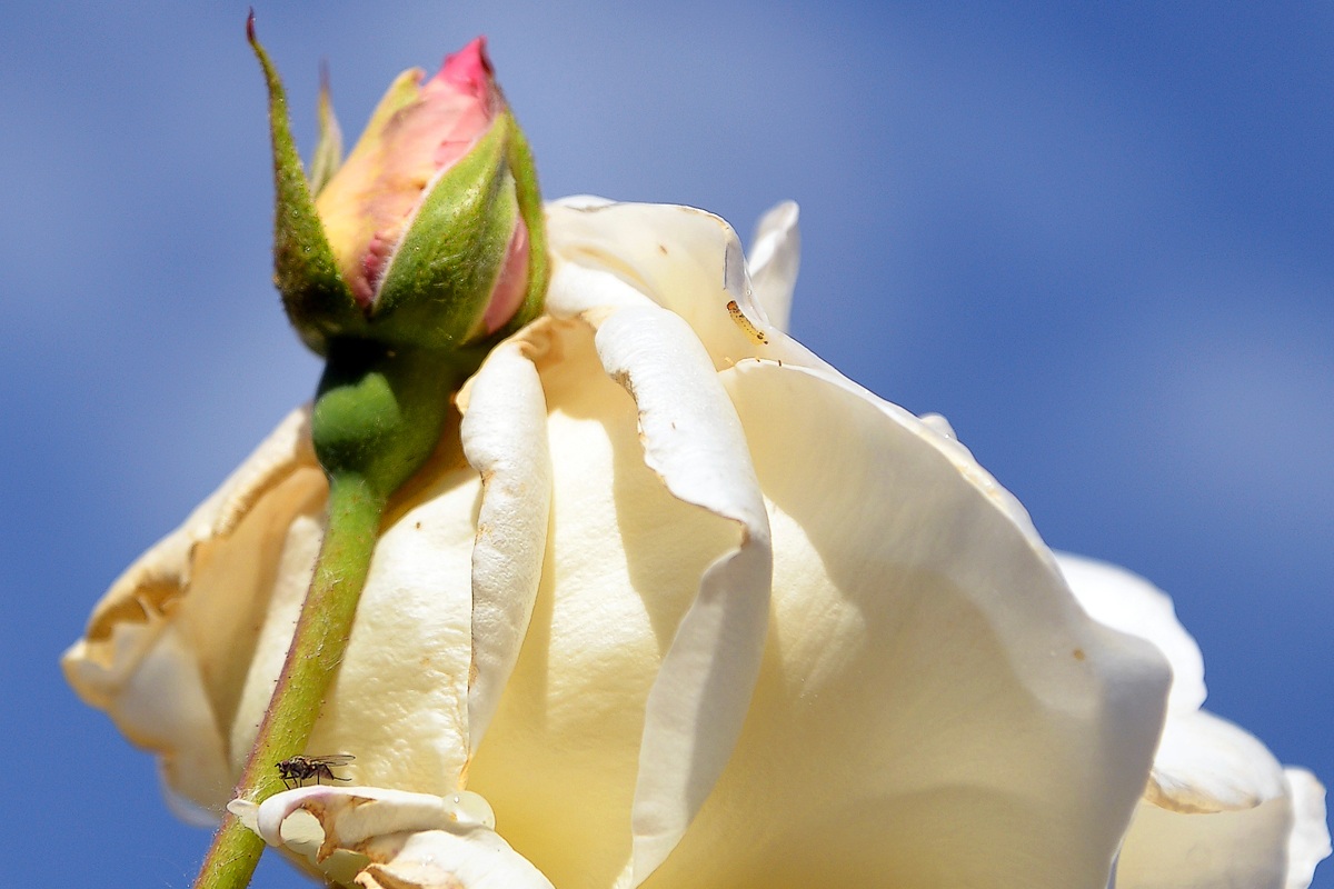 Mosca sulla rosa