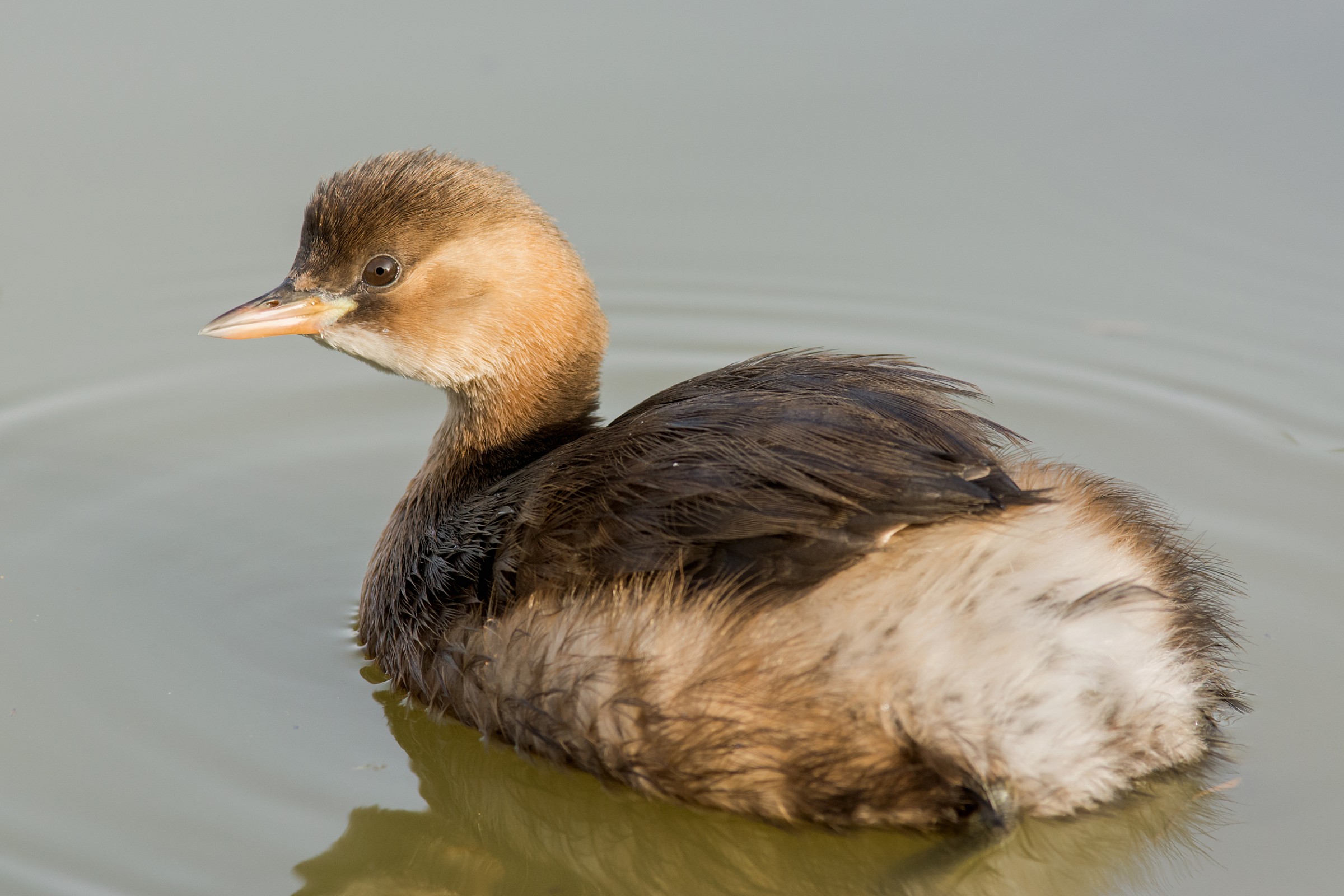 little grebe