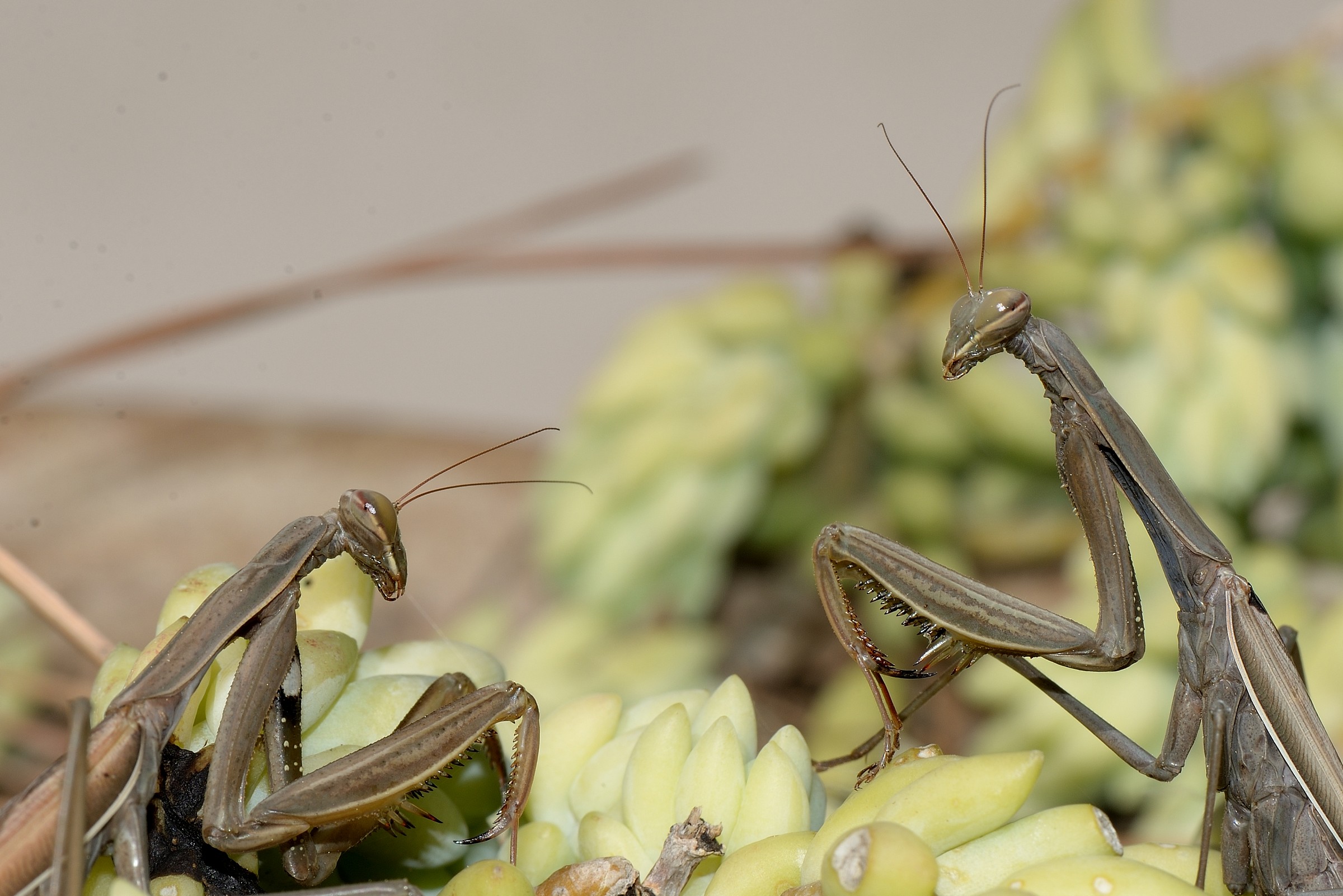 mantids