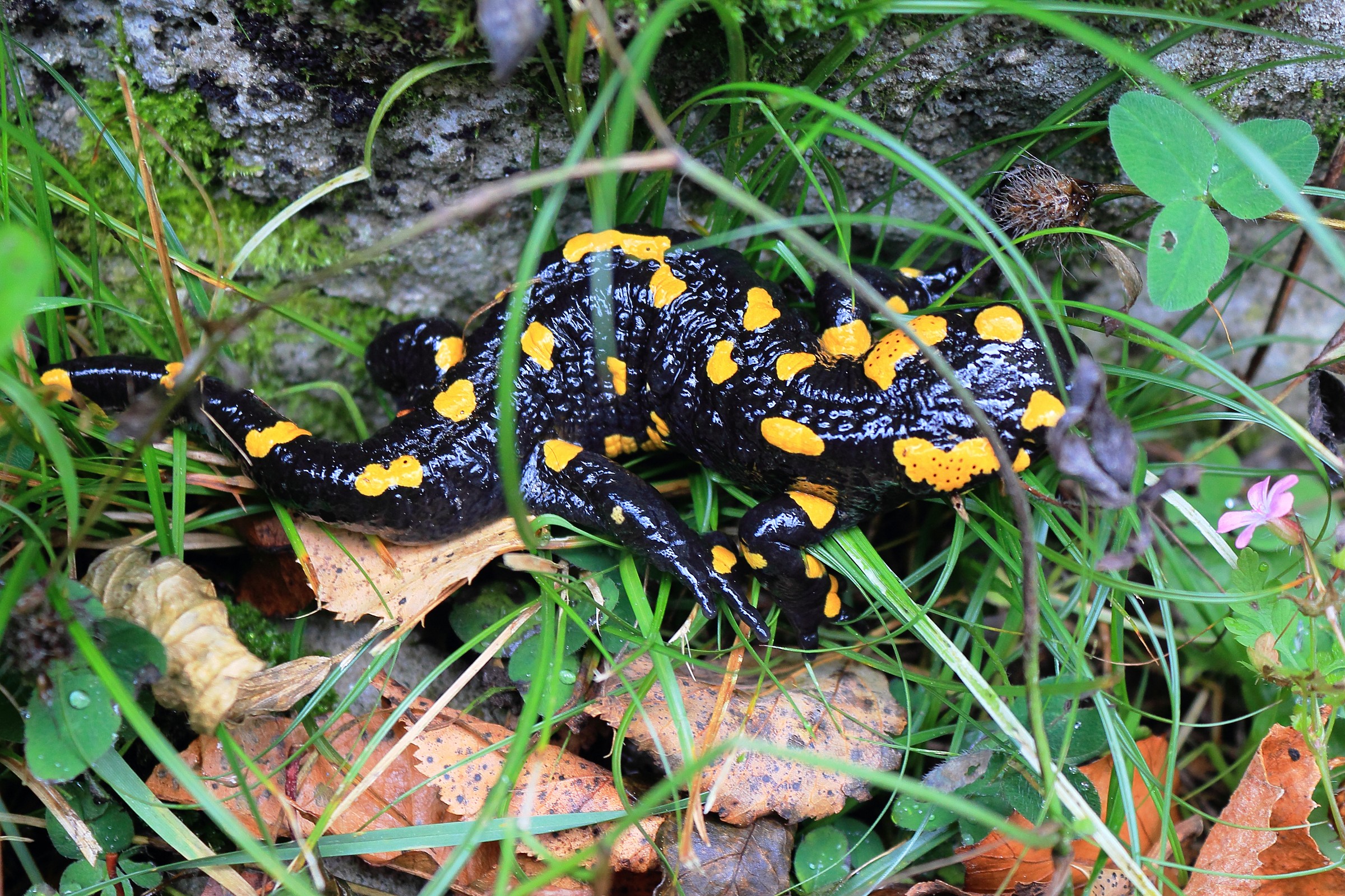 Salamander