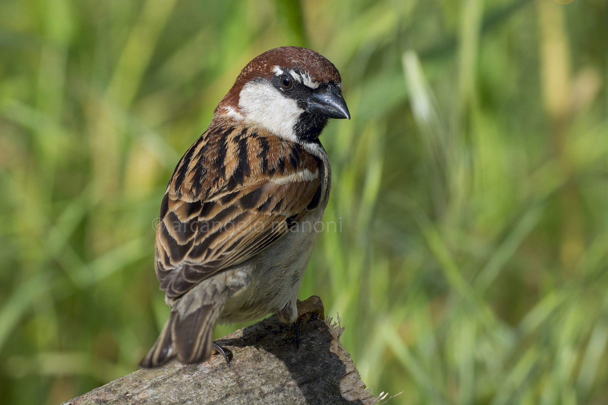 Un passero che si volta indietro