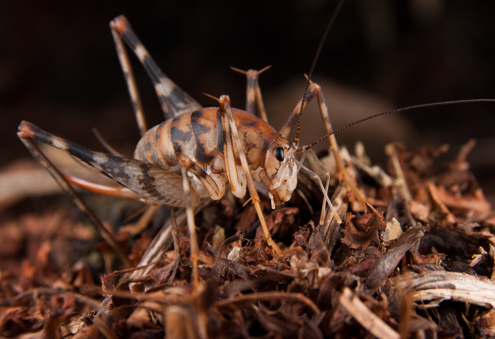 Diestrammena asynamora