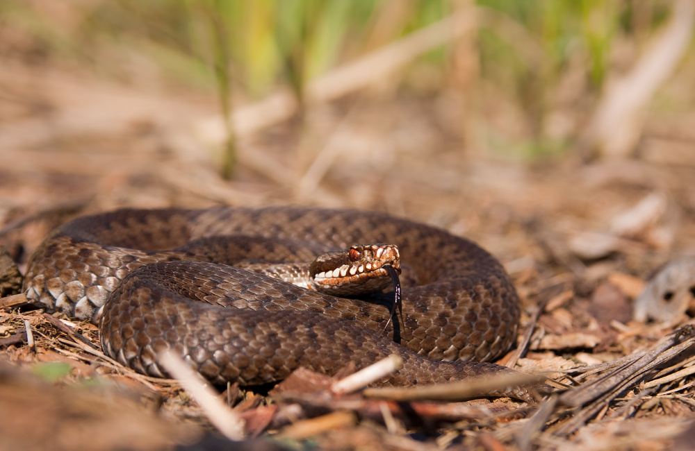 Vipera berus