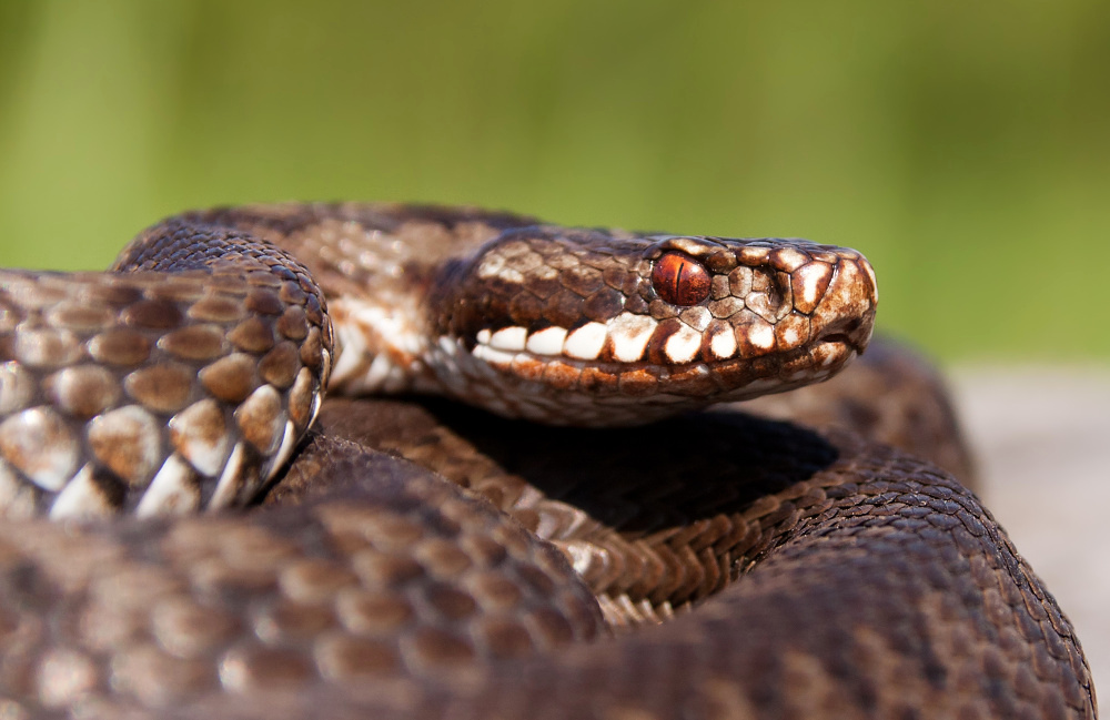 Vipera berus