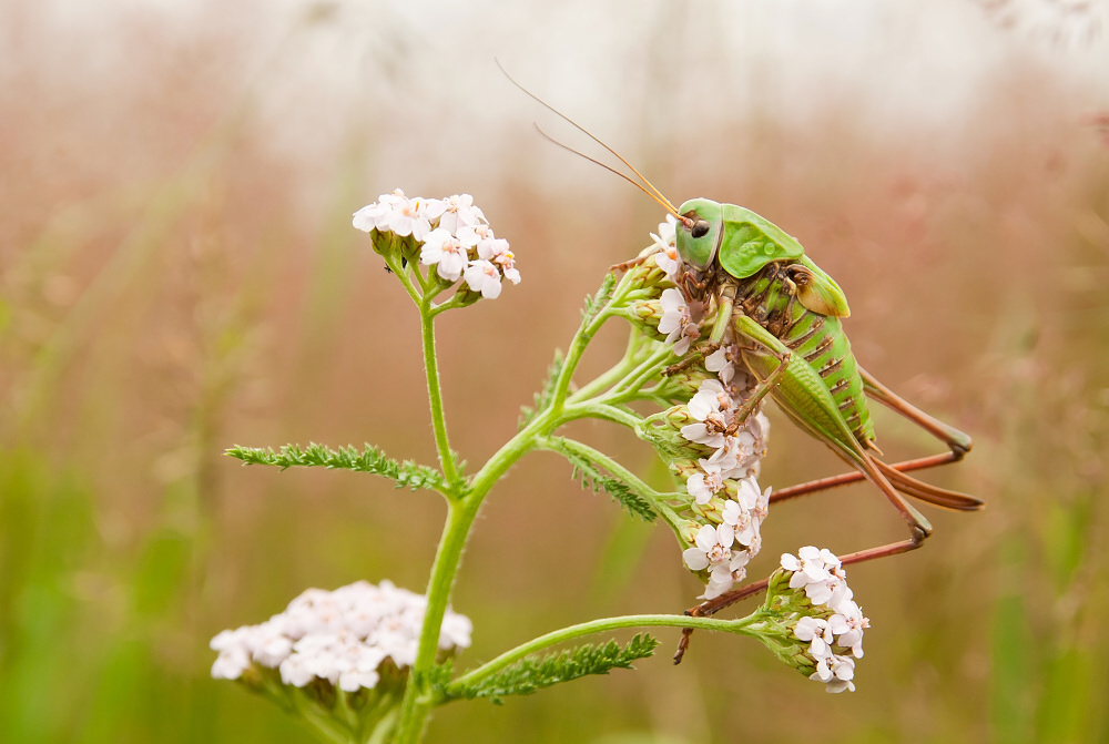 Decticus verrucivorus