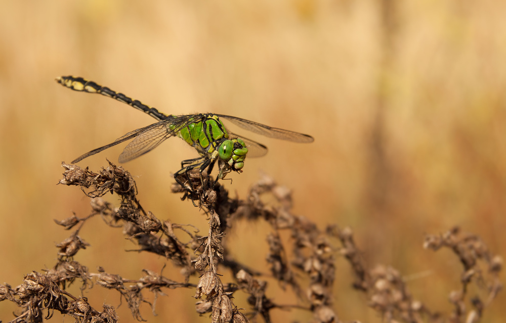Cecilia Ophiogomphus