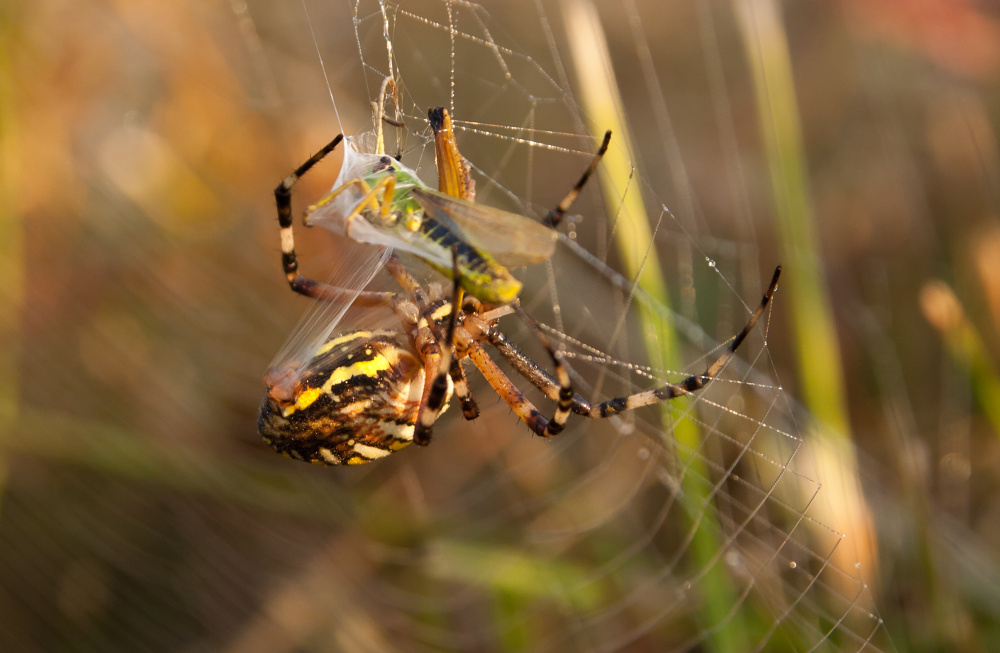 Argiope bruennichi