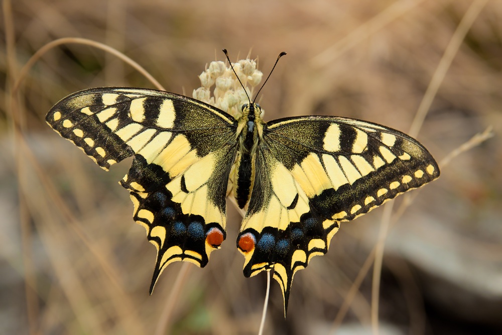 Papilio machaon