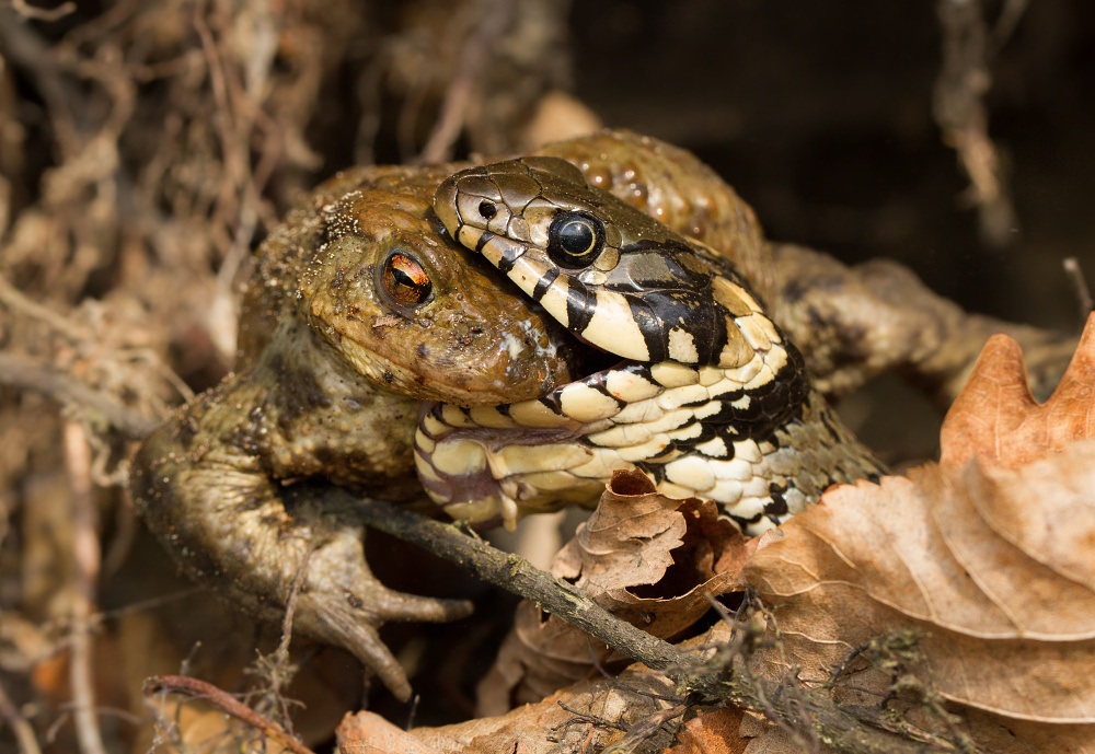 Natrix natrix vs Bufo bufo