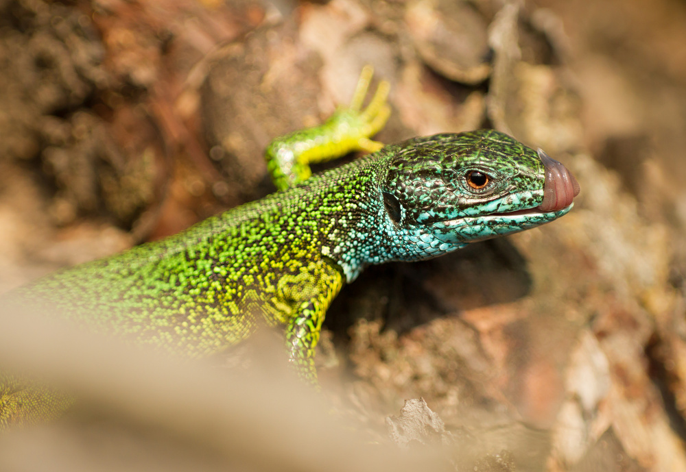 Lacerta viridis