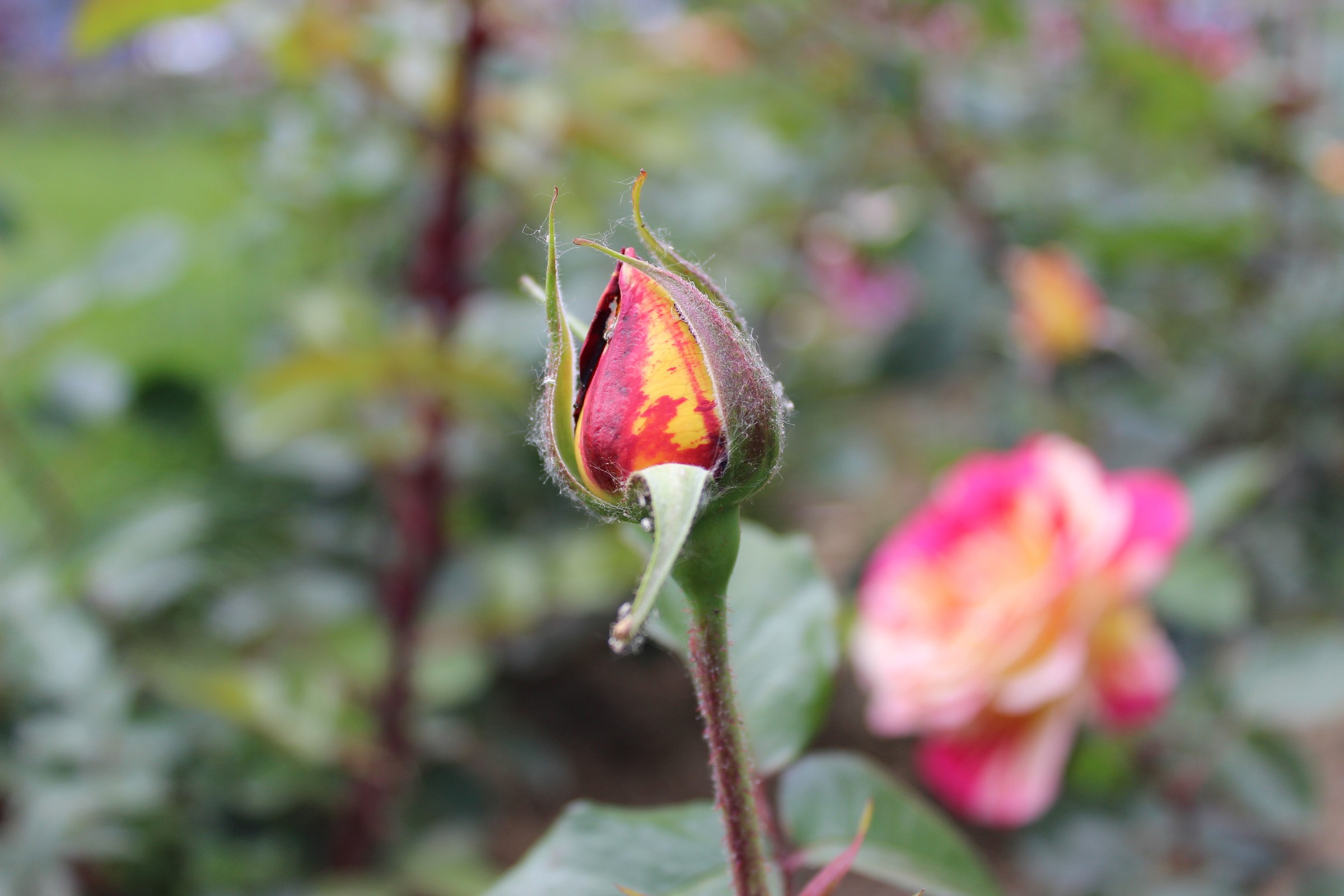 wheeled out thoughts