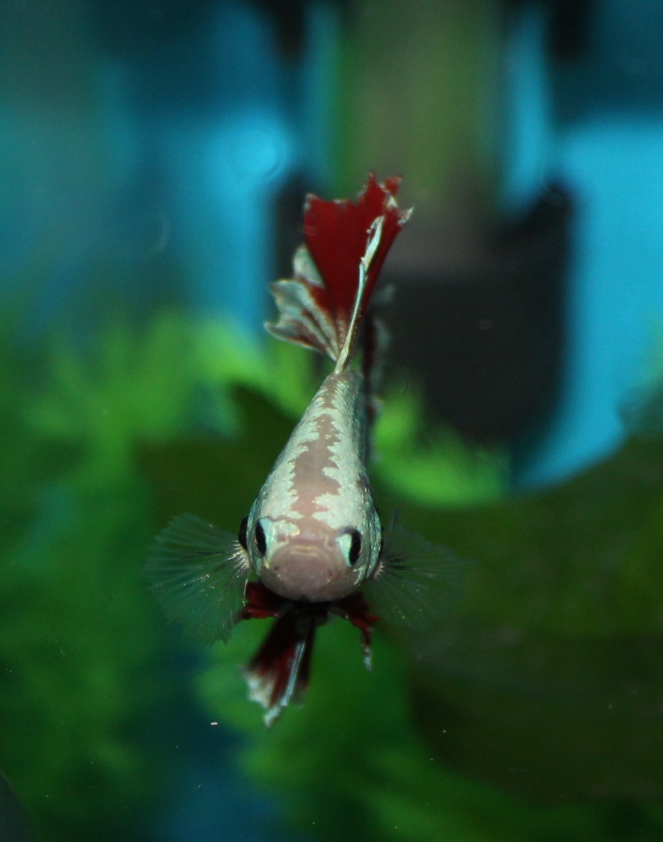 betta curious