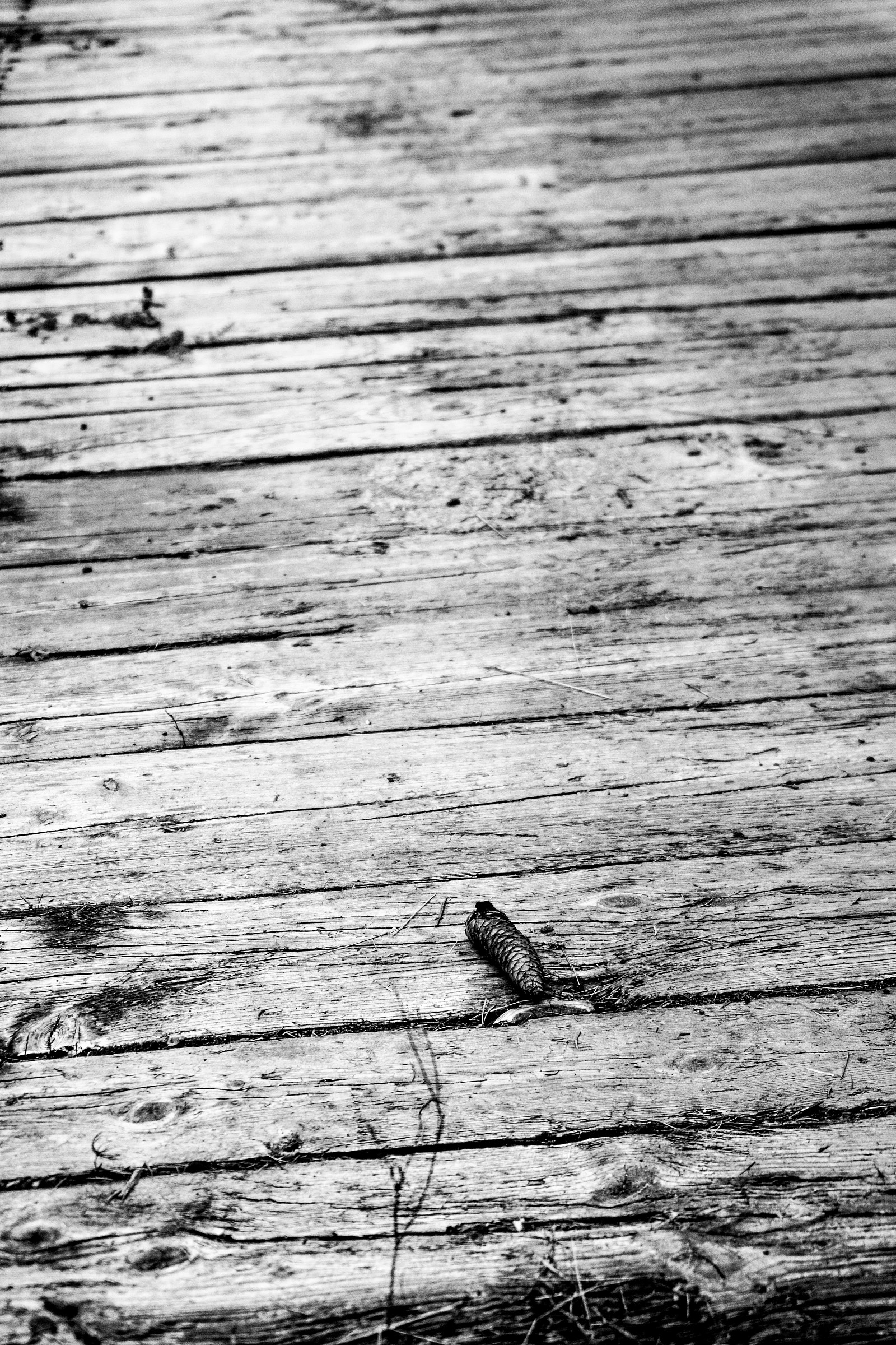 The Pine Cone on the bridge