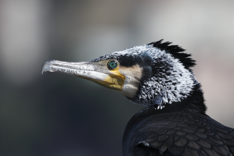 cormorant