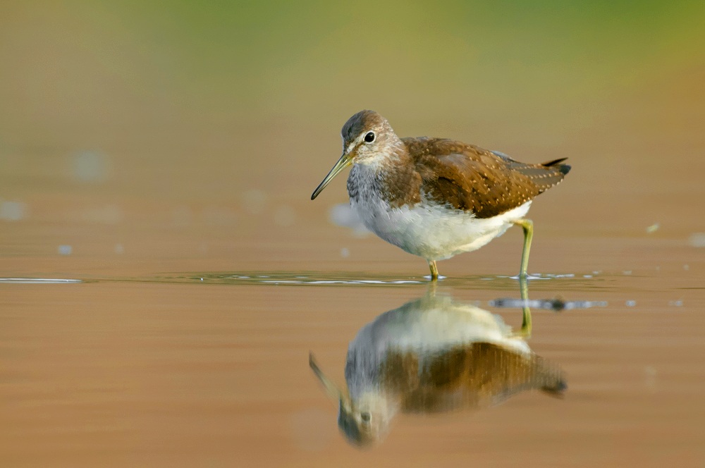 green sandpiper