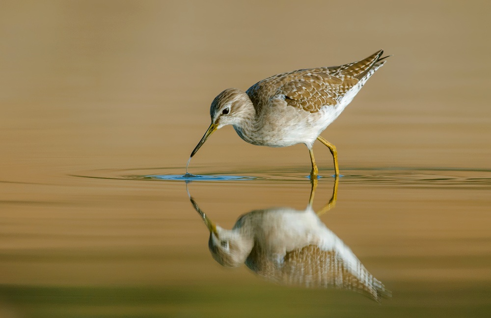 wood sandpiper