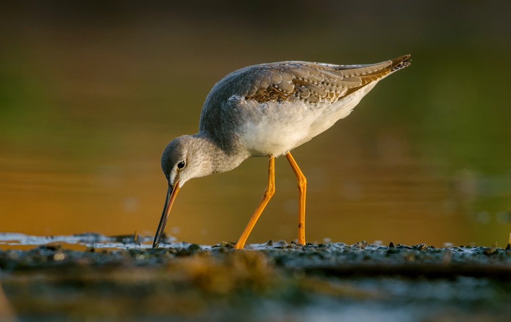 spotted redshank