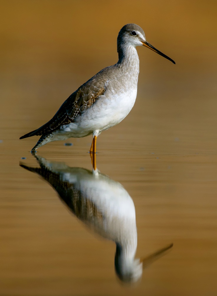 spotted redshank