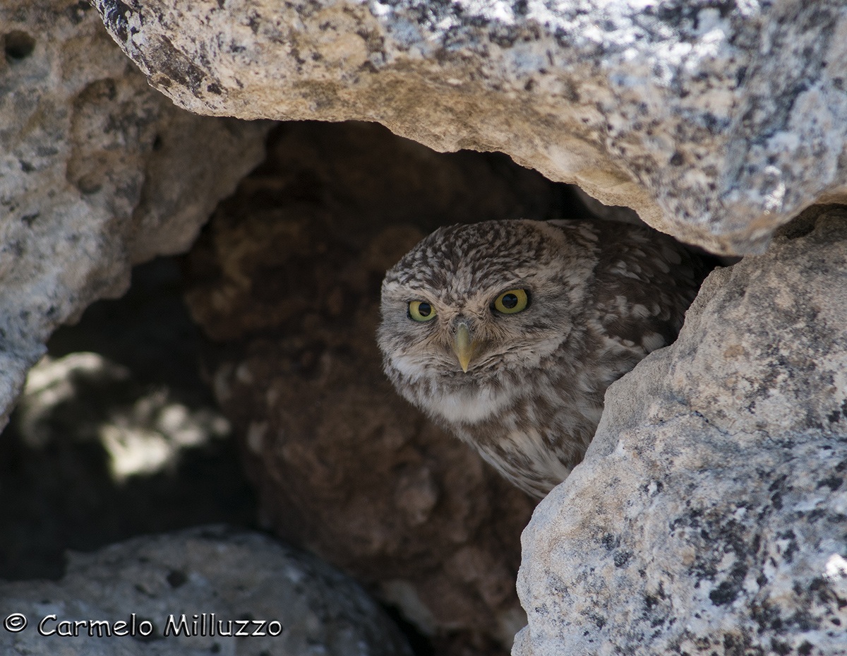 Owl -Little owl-