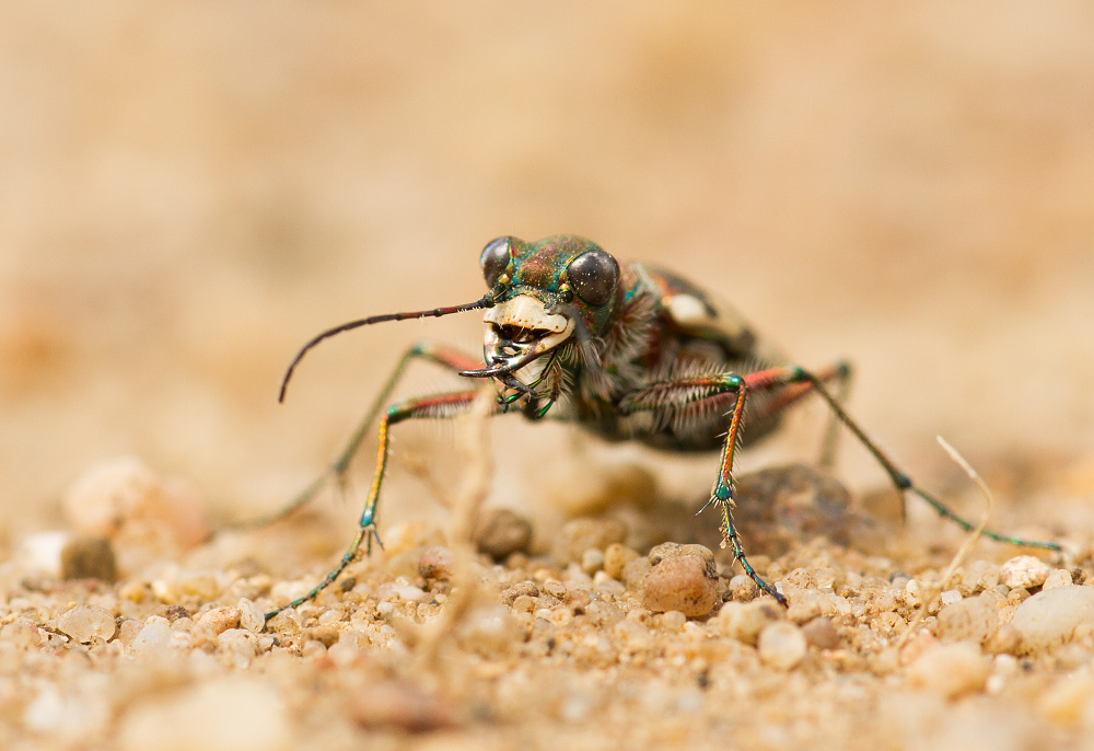 Cicindela hybrida
