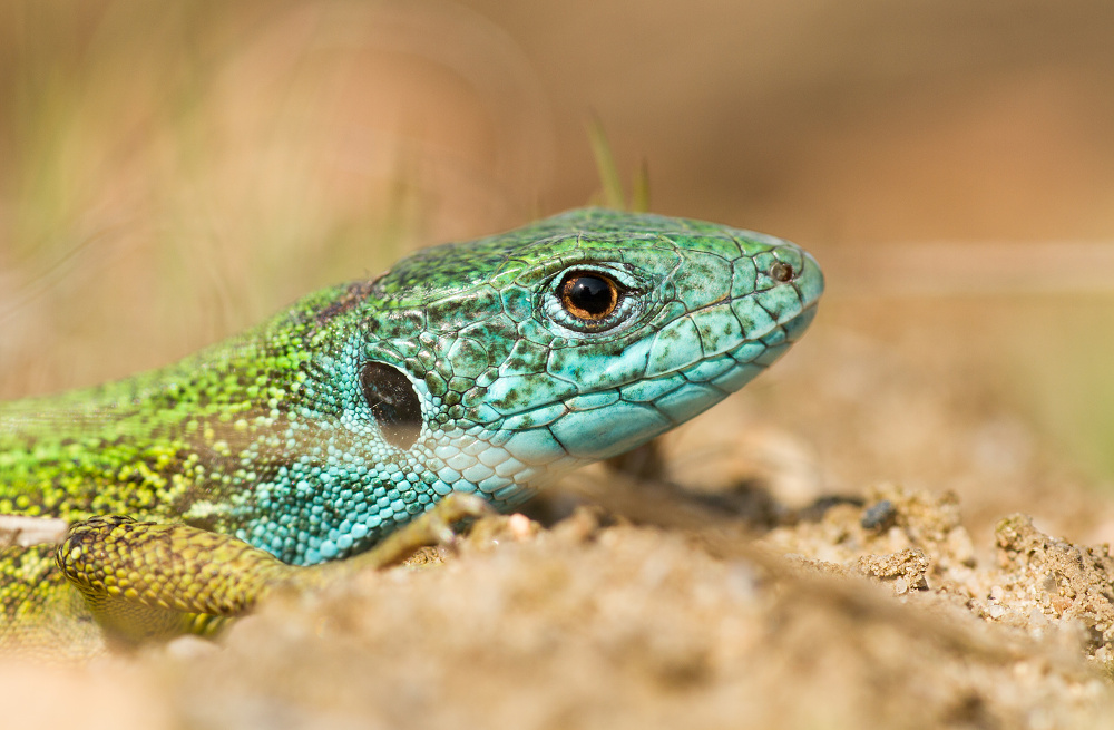 Lacerta viridis