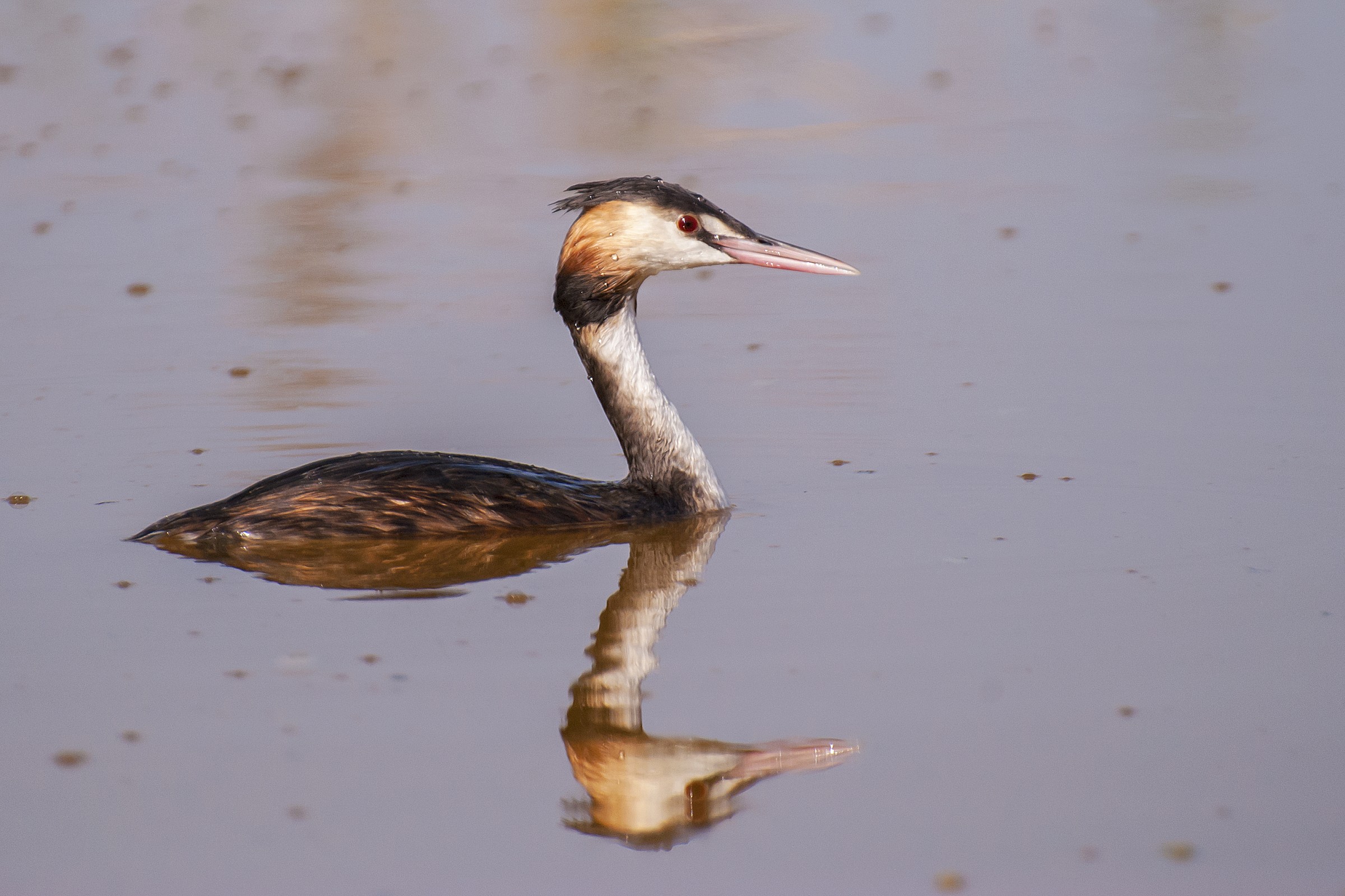 Grebe