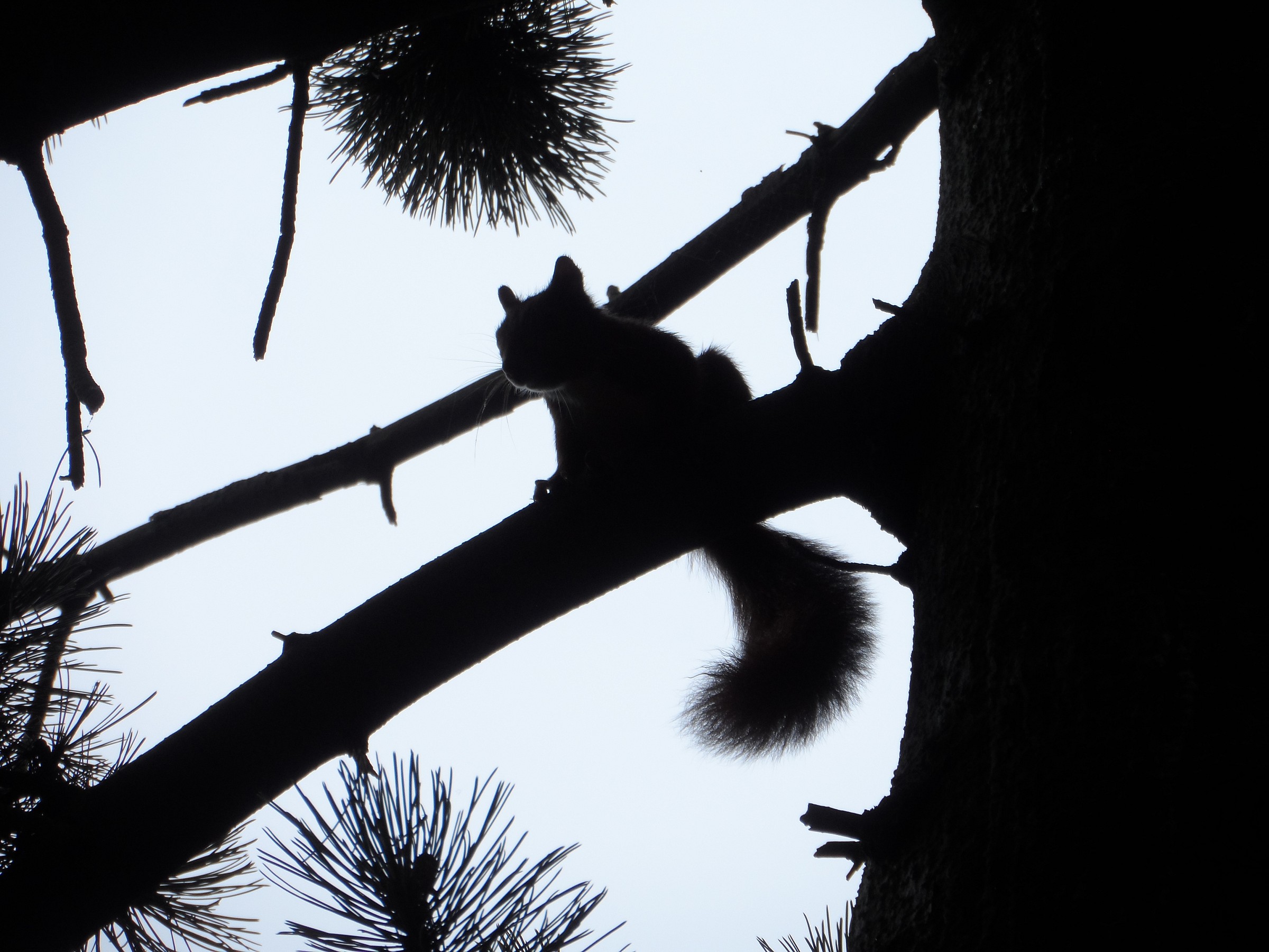 Squirrel on a tree in Copenhagen