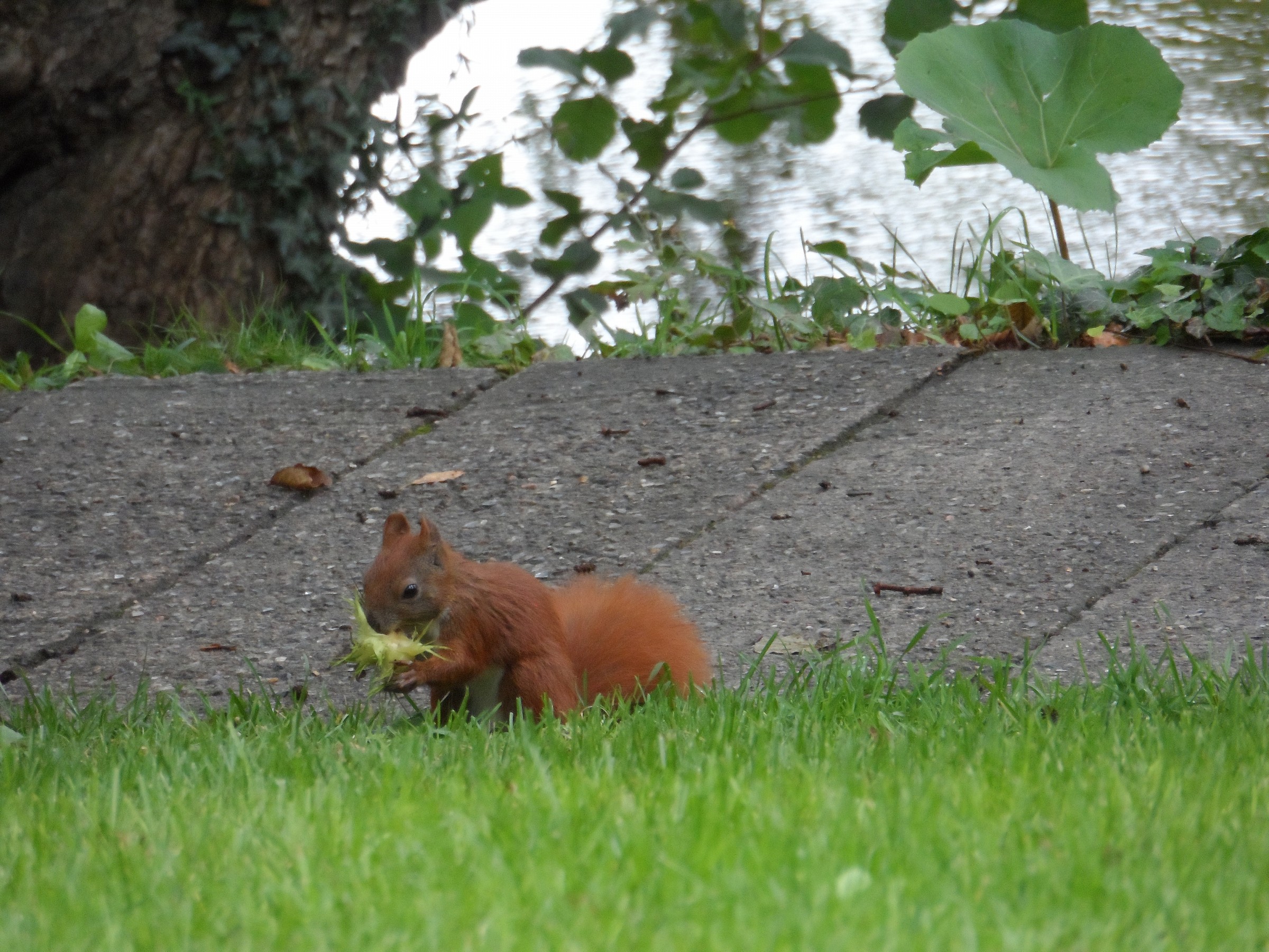 Squirrel on a lunch break