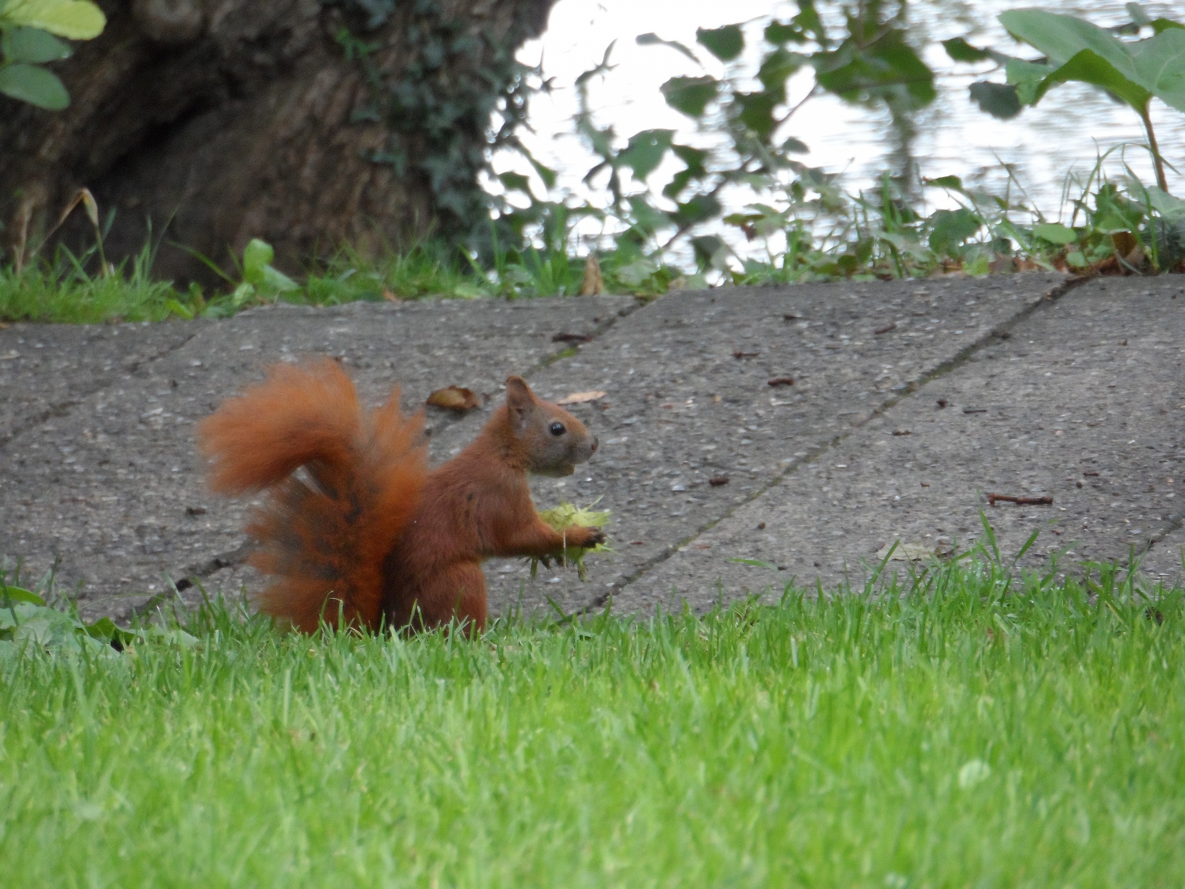 Zoom squirrel