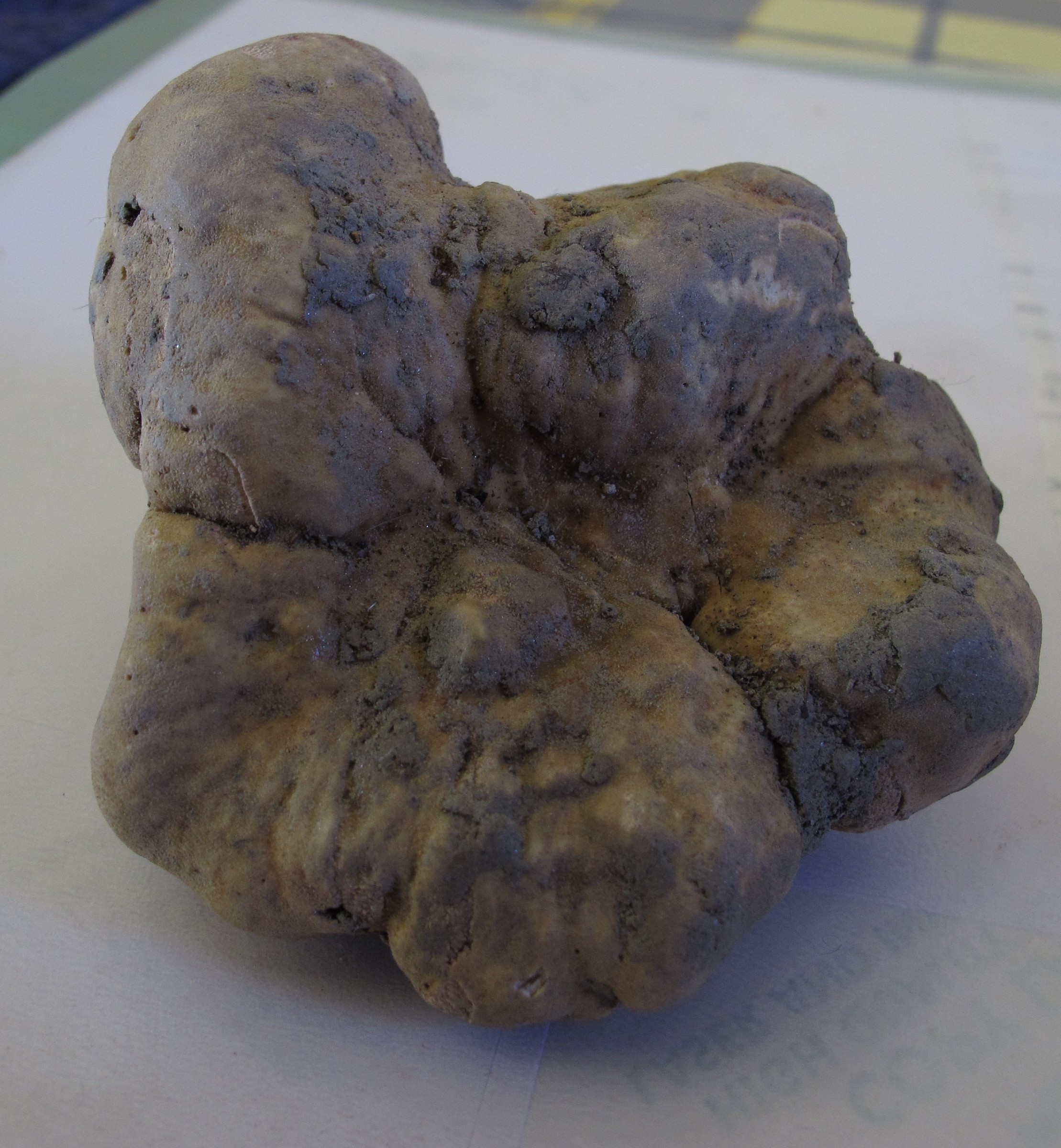 tartufo bianco d'Alba 180 gr