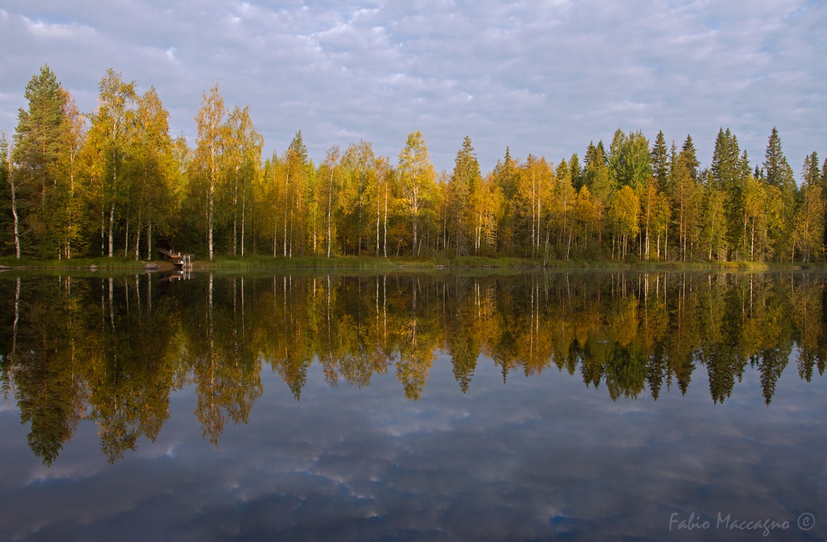 Il fascino della foresta