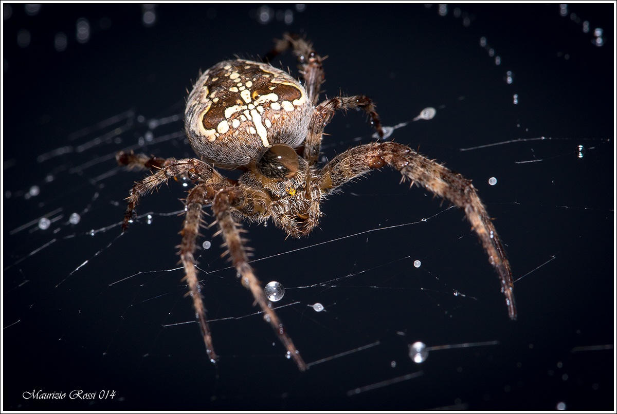 Ragno bagnato ......... ragno fortunato