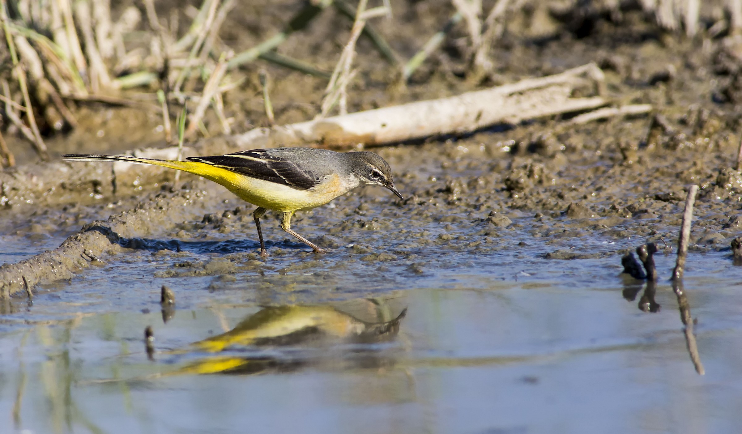Yellow Wagtail