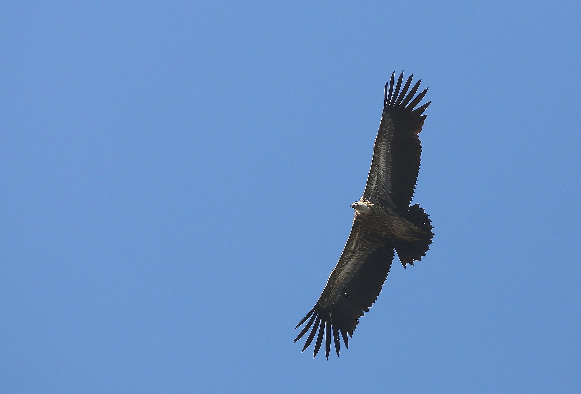 Chi mi aiuta ad identificare la specie?