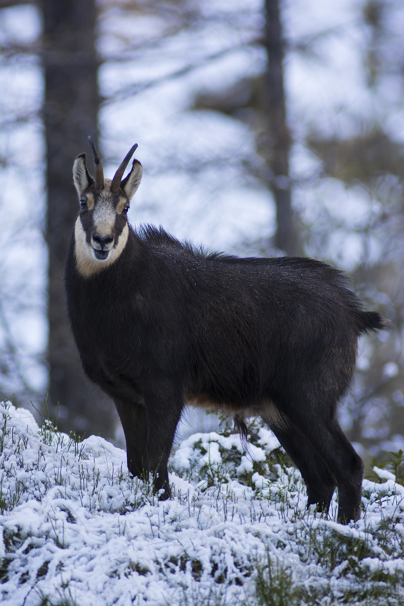 Chamois