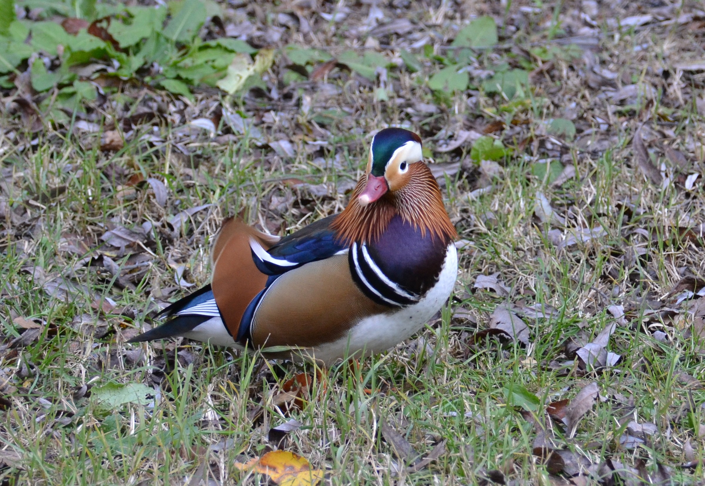 Male Mandarin duck