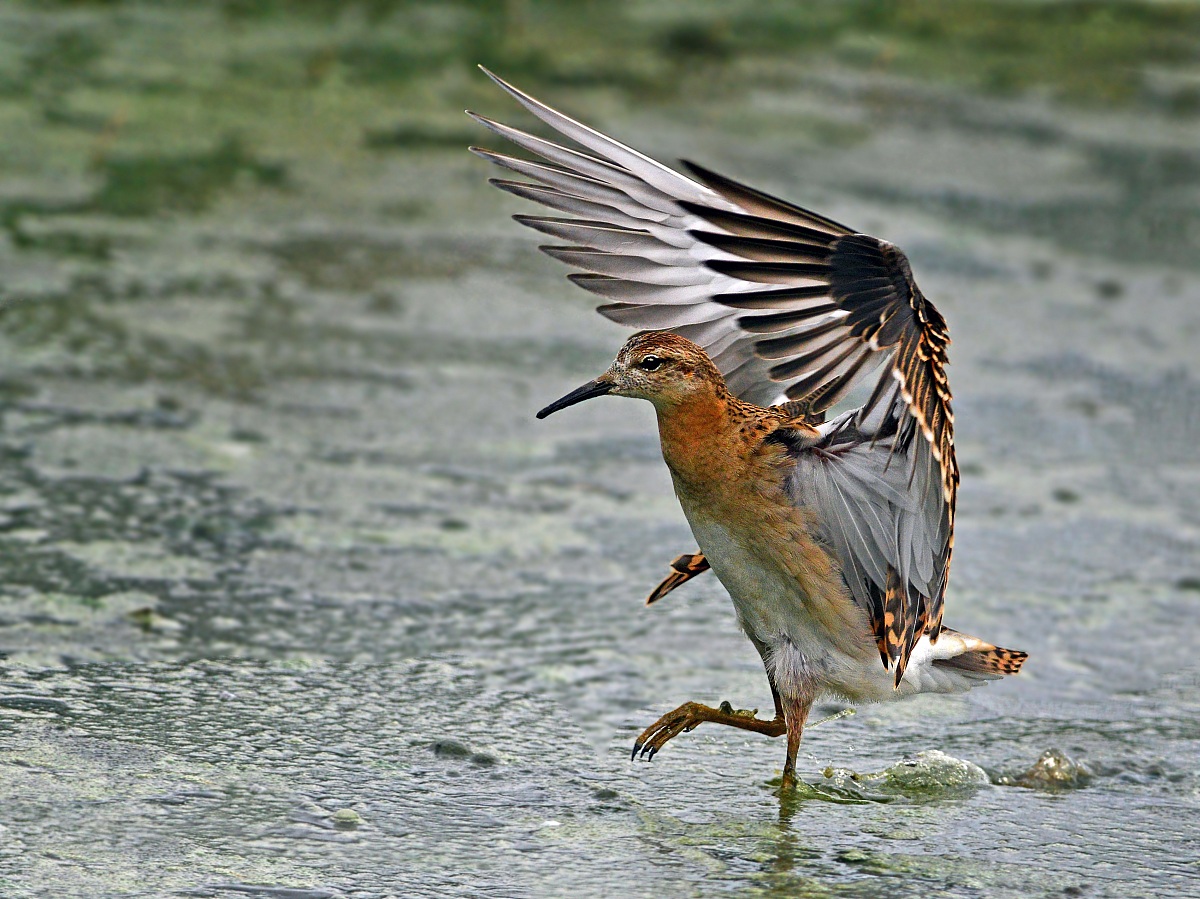 combattente...ballerino!