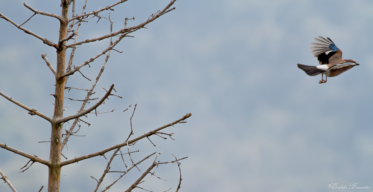 Jay (Garrulus glandarius)