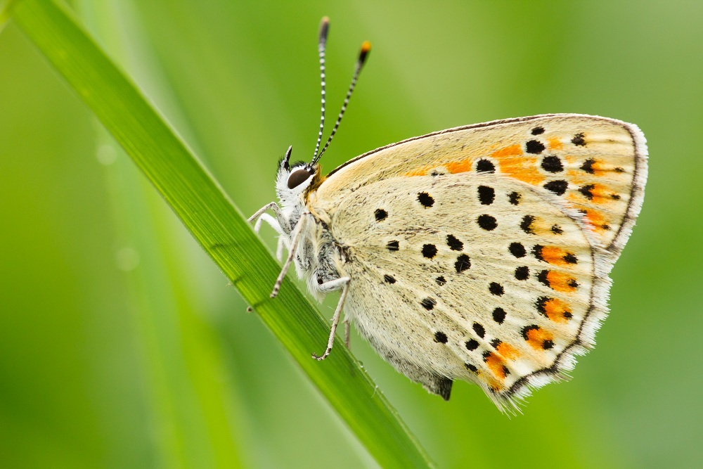 Lycaena tityrus