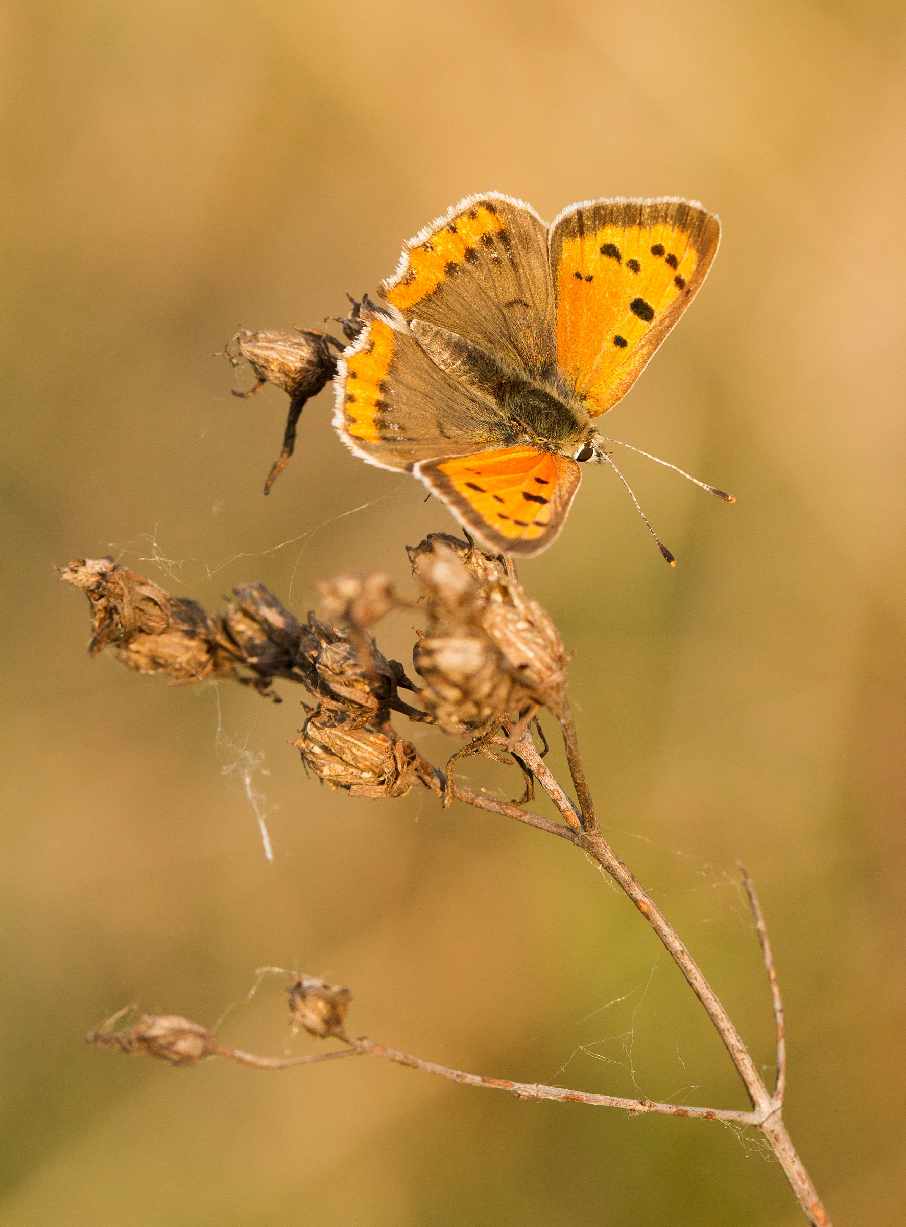 Lycaena phlaeas